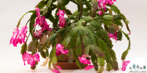 12 beste soorten bloeiende vetplanten – groeien, verzorgen en verspreiden