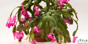 12 beste soorten bloeiende vetplanten – groeien, verzorgen en verspreiden
