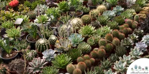 Wat zijn de verschillen tussen vetplanten en cactussen?  – Kweken, verzorgen en verspreiden