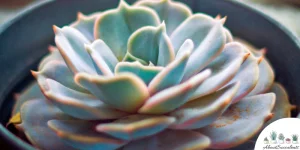 Beste soorten kleurrijke vetplanten – groeien, verzorgen en verspreiden
