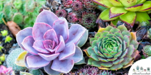 Succulente ideeën en ontwerpen voor buiten – groeien, verzorgen en verspreiden