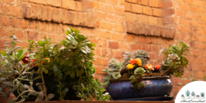 Hoe vetplanten te verpotten – groeien, verzorgen en vermeerderen?