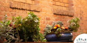 Hoe vetplanten te verpotten – groeien, verzorgen en vermeerderen?