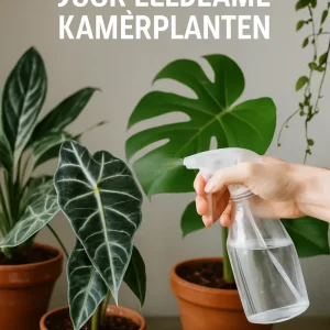 Het_belang_van_luchtvochtigheid_voor_zeldzame_kamerplanten