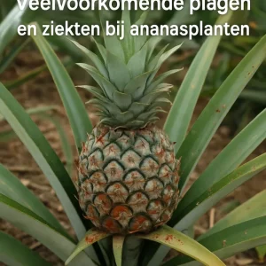 Veelvoorkomende_plagen_en_ziekten_bij_ananasplanten