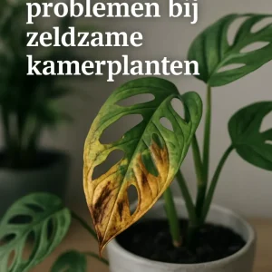 Veelvoorkomende_problemen_bij_zeldzame_kamerplanten