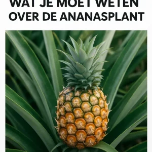 Wat_je_moet_weten_over_de_ananasplant