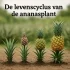 Wanneer is een ananas rijp en hoe kun je het zien?