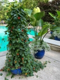 Black Eyed Susan Vine Trellis-ideeën + verzorgingstips (Thunbergia)