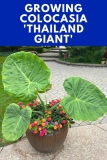 6 Handige tips om Colocasia Thailand Giant (Leucocasia) te laten groeien