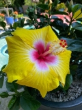 Hibiscus overwinteren – 5 eenvoudige stappen voor succes
