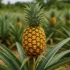 De verleidelijke ananas: feiten en fabels over zijn afrodiserende reputatie